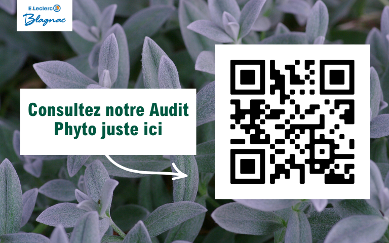 Consultez notre audit phyto en cliquant ici